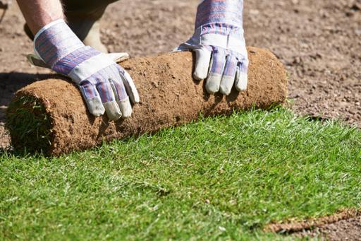 Landscaper rolling out sod